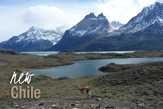 Chile Patagonien individuelle Traumreisen Alpaka Ozeanien Tours