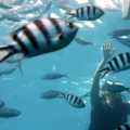 Fiji Bula Willkommen Fische Ozeanien Tours