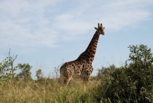 Krueger Nationalpark Giraffe