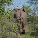 Südafrika Pirschfahrt Big 5 Elefant Ozeanien Tours