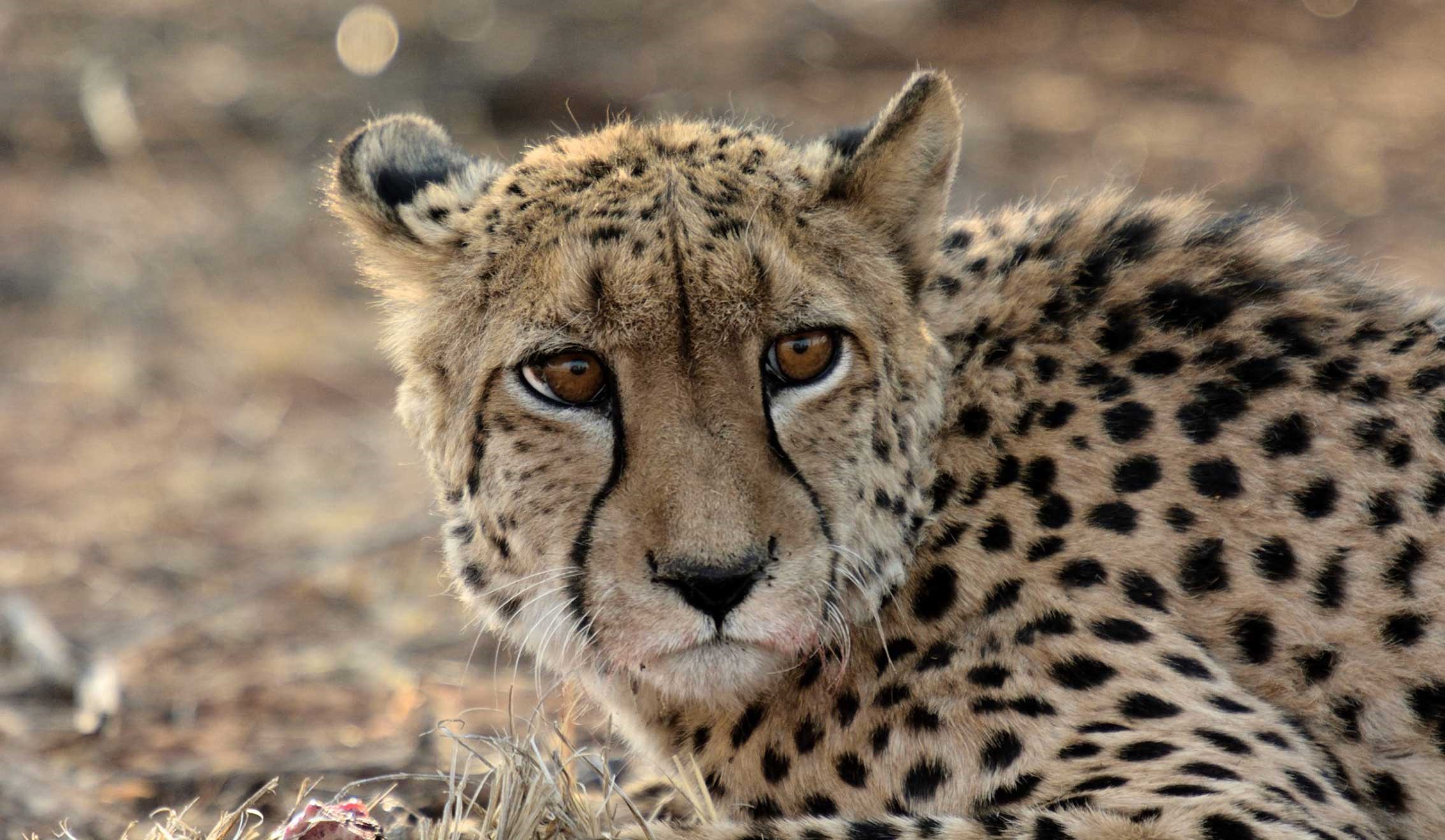 Afrika Namibia Jaguar Pirschfahrt Big 5 Ozeanien Tours