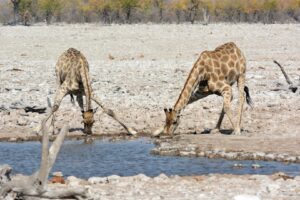 Namibia Etosha Nationalpark Giraffen Wasserloch Ozeanien Tours