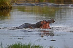 Tansania private Safari Hippo