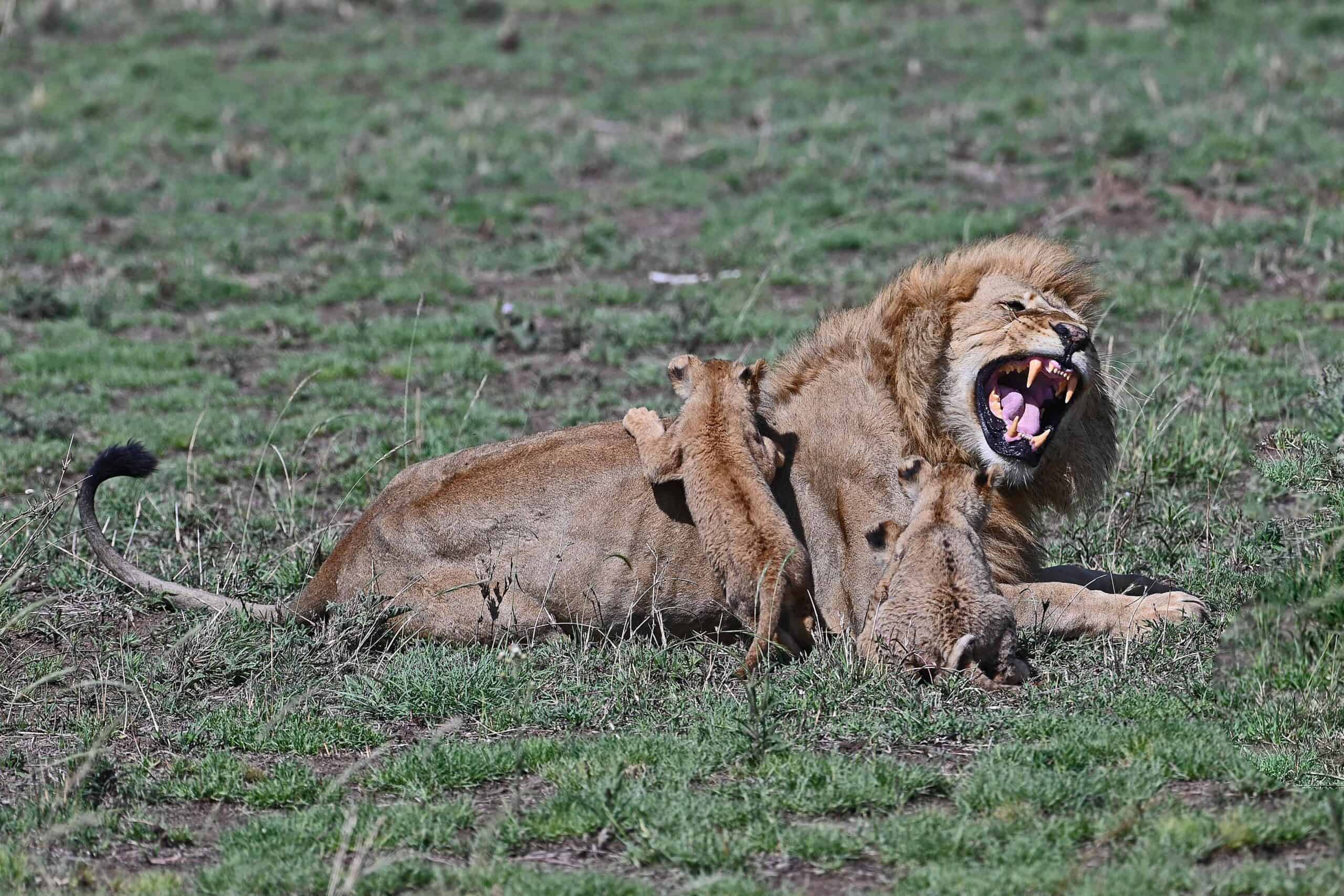 Tansania Safari Löwin mit Babies