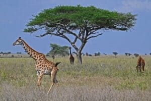 Tansania private Safari Giraffen im Bush