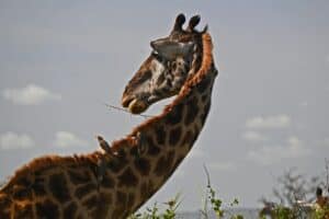 Tansania Safari Giraffe