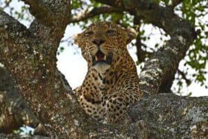 Tansania Safari Leopard